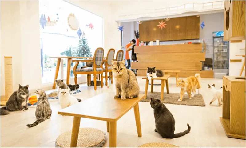 Mô hình cafe Thú cưng 